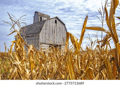 Rustic Corn Crib in Iowa Surrounded by Corn Ready for Harvest