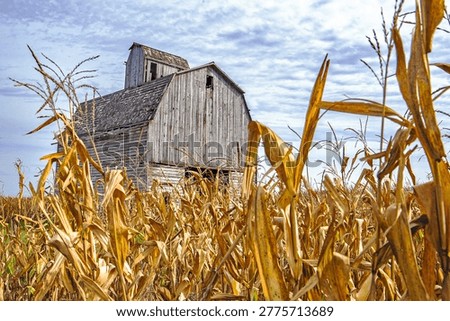 Rustic Corn Crib in Iowa Surrounded by Corn Ready for Harvest