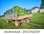 Rustic Corn Harvest Cart in Lush Field at Eye-Level Perspective