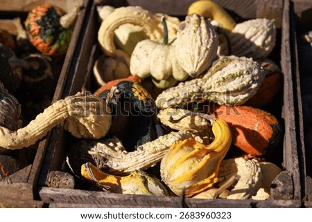 Rustic crate full of decorative gourds, yellow and green varieties with unique textures, autumn harvest display.