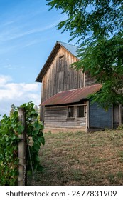 Rustic deteriorating barn among the grapevines in vineyard. 