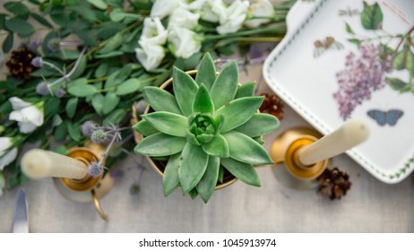 Rustic Dining Table. Succulent on wooden background, botanical concept