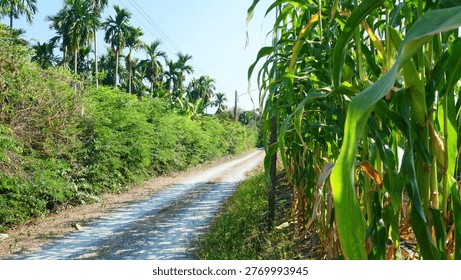 Rustic Dirt Path Flanked by Corn Field and Tropical Palm Plantation