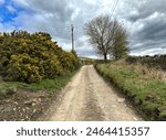 A rustic dirt path leads toward a farm, bordered by a yellow bush, and a lone tree set against the skyline, with dense rain clouds above in, Bradley, Keighley, UK.