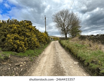 A rustic dirt path leads toward a farm, bordered by a yellow bush, and a lone tree set against the skyline, with dense rain clouds above in, Bradley, Keighley, UK.
