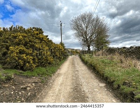 A rustic dirt path leads toward a farm, bordered by a yellow bush, and a lone tree set against the skyline, with dense rain clouds above in, Bradley, Keighley, UK.