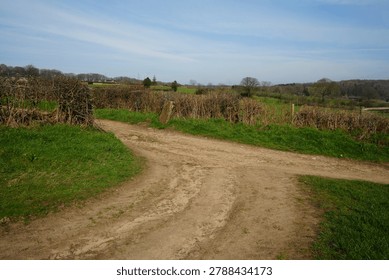 A rustic dirt path splits amidst lush green grass and dense, leafless hedges, winding through the picturesque rural landscape of Barlow, North East Derbyshire, England.