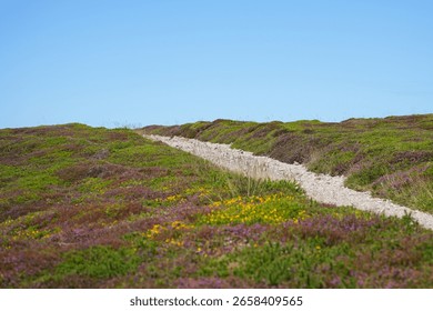 A rustic dirt path winds through a colorful landscape of heather and gorse on the coast of Brittany, France.