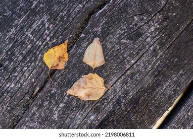 Rustic fall background of autumn leaves and decorative sunlight over a rustic background of barn wood. Artistic closeup, leaves on wooden board, copy space. Fall vintage template