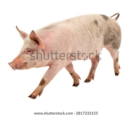 Rustic Farm Pig Single Rustic Farm Pig Walkin Isolated On White Background