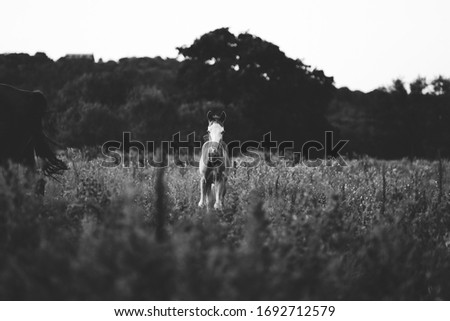 Similar – Image, Stock Photo “Cat!” Human being 1