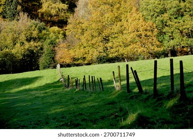 Rustic fence posts bordering bright autumn forest edge