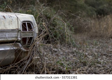 Rustic Ford Ltd