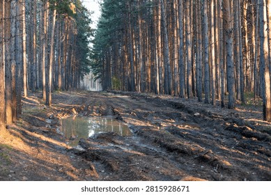 A rustic forest road winds through towering pines, its muddy surface carved by vehicle tracks. Off-road conditions and wild surroundings evoke a sense of escape, freedom, and untamed landscapes.