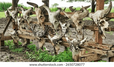 Rustic gate adorned with weathered skulls in Bekol Savannah, Baluran National Park, East Java, Indonesia. A powerful symbol of wild natural life