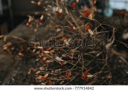 Similar – Foto Bild Weibliche Hände halten Feuerholz für das Lagerfeuer über dem Kohlenhintergrund.