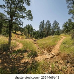 Rustic hiking trails winding through lush greenery and wildflowers under a sunny sky. Ideal for outdoor adventure, nature exploration, or travel photography - Powered by Shutterstock