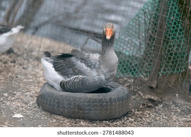 Rustic homestead setting featuring vigilant goose with distinctive coloration. Protective goose perches on upcycled tire within enclosed area showing cautious stance
