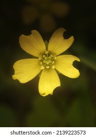 Rustic imperfect yellow clover flower