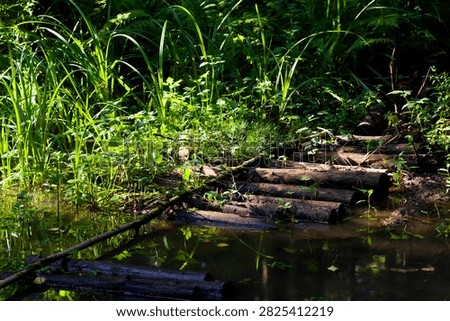 Rustic log boardwalk floating across a murky forest puddle, wooden pathway submerged in dark water surrounded by lush wild greenery and tall swamp grasses under soft sunlight