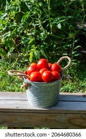 A rustic metal pail with braided rope handles is filled to overflowing with freshly grown ripe red tomatoes. The wooden bench sits in front of the tomato plant. Bokeh.
