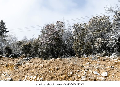 A rustic mountain hillside featuring rocky, earthy ground leading up to a dense thicket of snow-covered trees and blooming purple rhododendrons under an overcast sky.