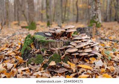 Rustic mushroom cluster atop weathered tree stump. Mushroom oasis in a sea of fallen autumn leaves.Mossy tree stump hosts thriving autumnal mushrooms. - Powered by Shutterstock