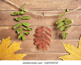 Rustic nature background with dry autumn mountain ash and maple leaves on the twine string and old wooden board. Autumn concept with herbarium. - Shutterstock ID 2187294747