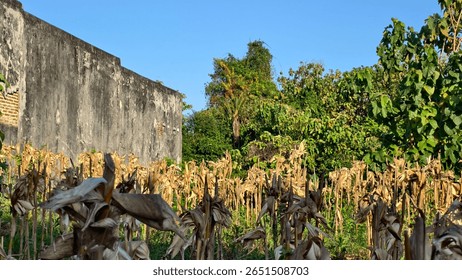 Rustic Old Wall Bordered by Dried Corn Stalks and Overgrown Trees, A Rural Farmscape with Weathered Wall and Dying Corn Field