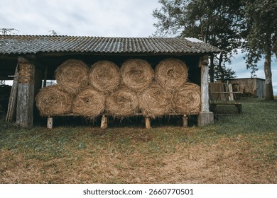 Rustic open-sided barn stacked with round hay bales under a corrugated roof, set on a grassy field with farm equipment and trees in the background, evoking rural life and agriculture