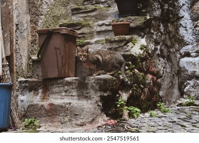 A rustic outdoor scene featuring an old stone staircase, potted plants, and a tabby cat exploring its surroundings in a charming alley.
 - Powered by Shutterstock