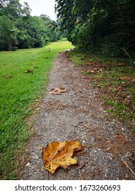 Rustic path in the green forest