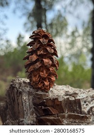 Rustic Pine Cone Resting on Weathered Tree Stump in Forest

Close-up photograph of a brown pine cone resting on a weathered tree stump in a natural forest setting. Soft background bokeh and natural light highlight the texture of the pine cone and wood, creating a peaceful woodland scene ideal for nature, forestry, and outdoor themes.