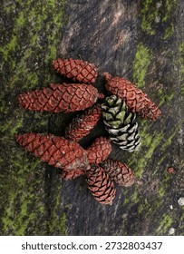
Rustic Pine Forest Collection. High-quality shots of towering pine canopies and natural pinecones on mossy wood. Perfect for rustic wall art, eco-branding, or nature backgrounds. Minimalist organic aesthetic for creative projects. Shop now!
#PineForest #NaturePhotography #Pinecones #RusticDecor #WallArt #ForestCanopy #EcoAesthetic #StockPhoto #NatureBackground #OutdoorVibes