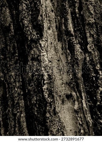 Rustic Pine Tree Bark Texture with Natural Resin. High-quality close-up of aged conifer bark featuring organic moss and dried amber resin. Perfect for nature backgrounds, 3D texture mapping, and rustic design projects. Authentic forest photography.
#TreeBarkTexture #NaturalResin #PineTree #NatureBackground #WoodTexture #ForestPhotography #RusticElements #MacroNature #TreeBark #DigitalAssets