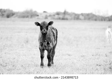 Rustic Portrait Of Black Angus Beef Calf In Rural Texas Pasture Field.