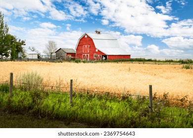 Rustic red barn with horse on farmyard overlooking crop land on the Canadian prairies in Rocky View County Alberta Canada.