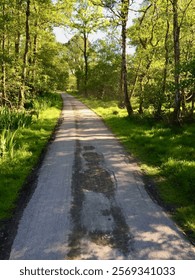Rustic road in a forest 