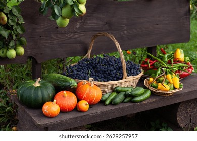 A rustic still life featuring a bountiful autumn harvest. Dark grapes in a wicker basket are surrounded by pumpkins, zucchini, cucumbers, peppers, all arranged on a wooden bench against a backdrop of