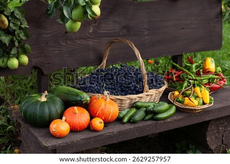 A rustic still life featuring a bountiful autumn harvest. Dark grapes in a wicker basket are surrounded by pumpkins, zucchini, cucumbers, peppers, all arranged on a wooden bench against a backdrop of