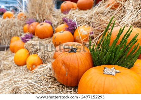 A rustic still life image of pumpkins and gourds on a hay bale with dried plants. Perfect for fall-themed projects, Thanksgiving, Halloween, and harvest festival promotions.