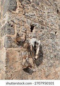 Rustic stone wall adorned with weathered tools and an animal skull—echoes of rural life and forgotten crafts
