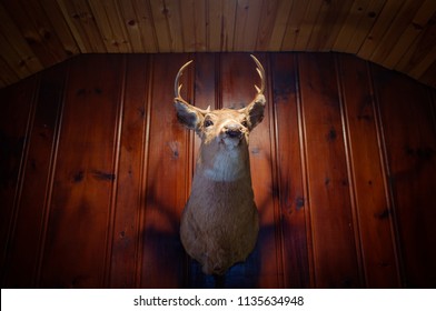 Rustic Stuffed Taxidermy Deer Head Wall Decoration