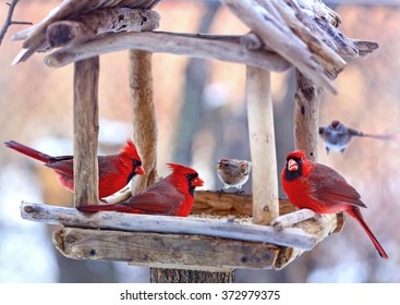 Bird Feeder Red Images Stock Photos Vectors Shutterstock