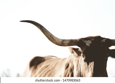 Rustic Texas Longhorn cow close up with room for text, vintage style.