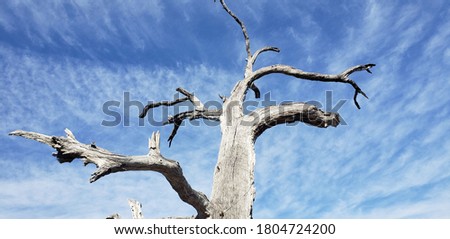 Rustic texas tree view of the Blue skys
