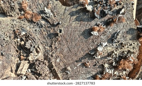 Rustic texture of weathered tree stump surface covered with wild dried fungi growth in natural sunlight.