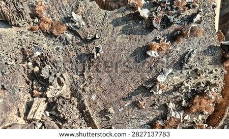 Rustic texture of weathered tree stump surface covered with wild dried fungi growth in natural sunlight.