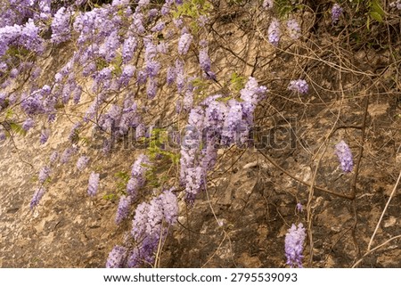 A rustic textured background featuring delicate purple wisteria flowers and twisting vines clinging to a weathered, historic masonry wall during springtime.