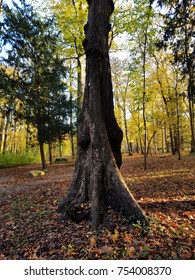 Rustic Tree in Autumn magic